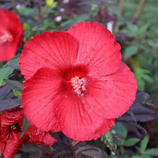 Hibiscus Midnight Marvel with red flowers