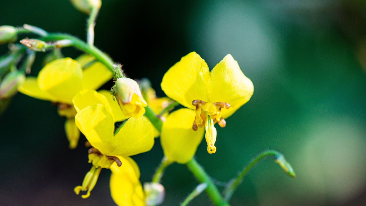 evergreen perennials