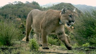 A wildlife cam photo of a mountain lion prowling through the mountains