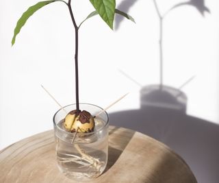 Avocado pit germinated in water