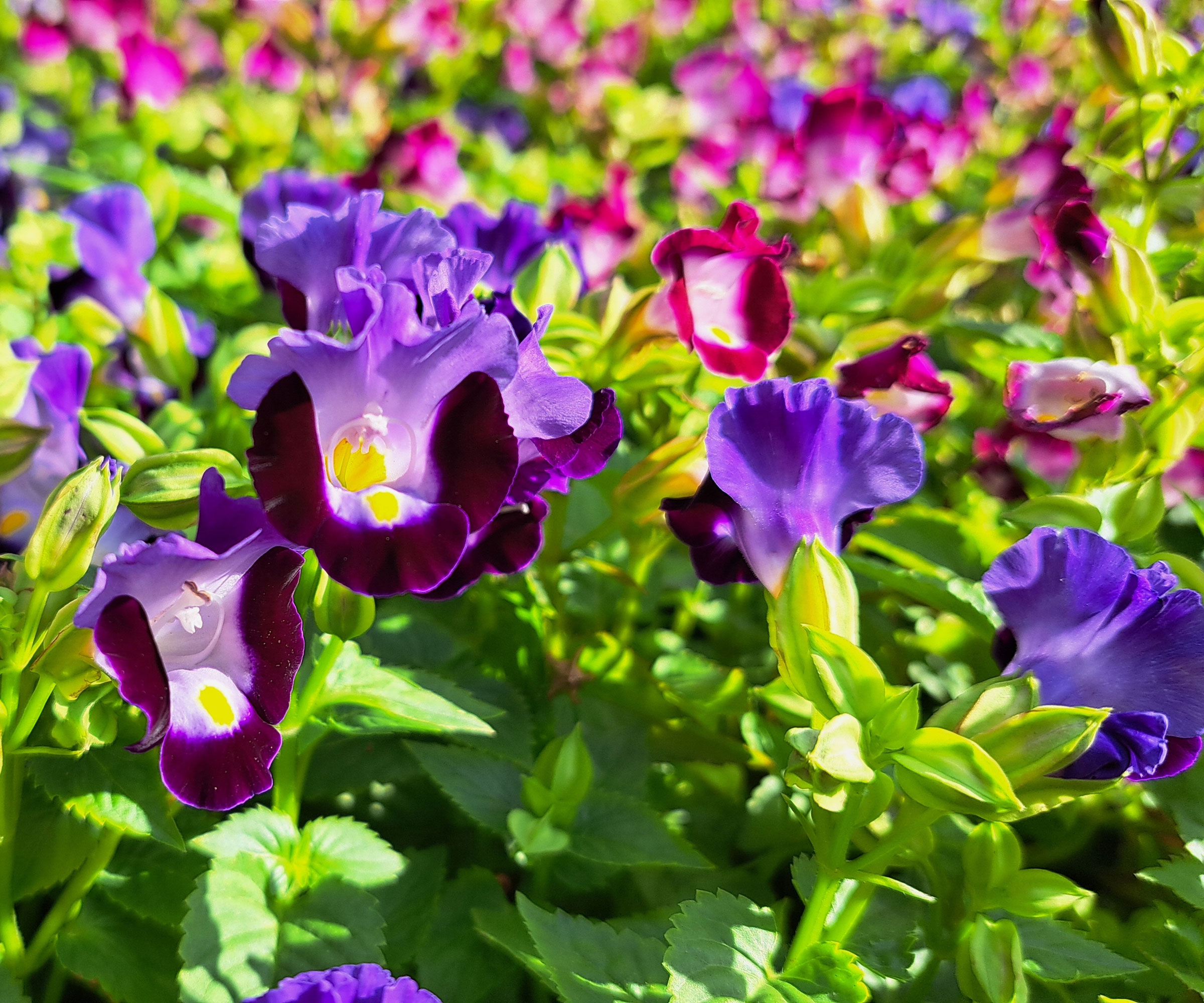 wishbone plant with purple and pink flowers