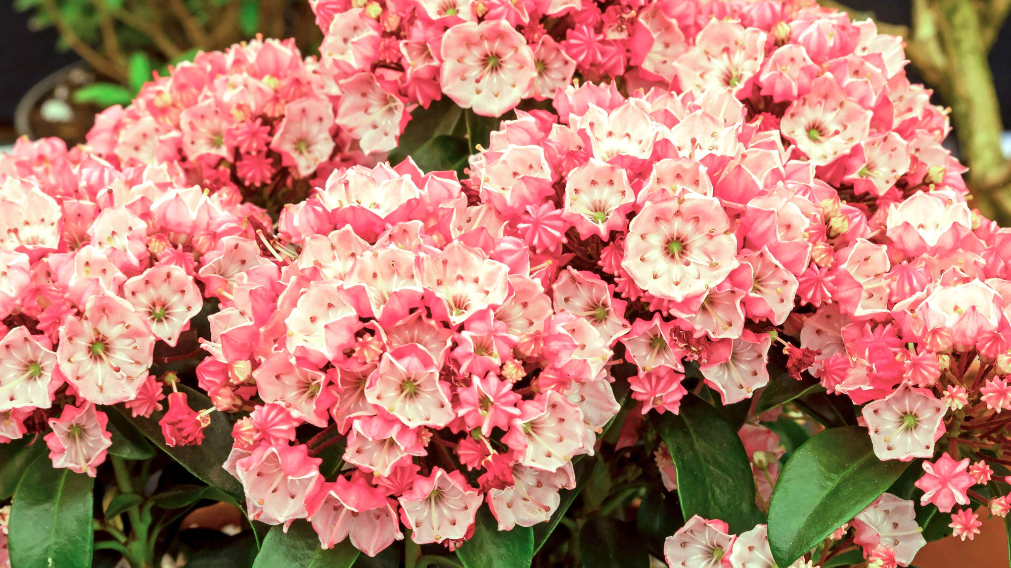 mountain laurel Little Linda shrub with pinky white flower clusters