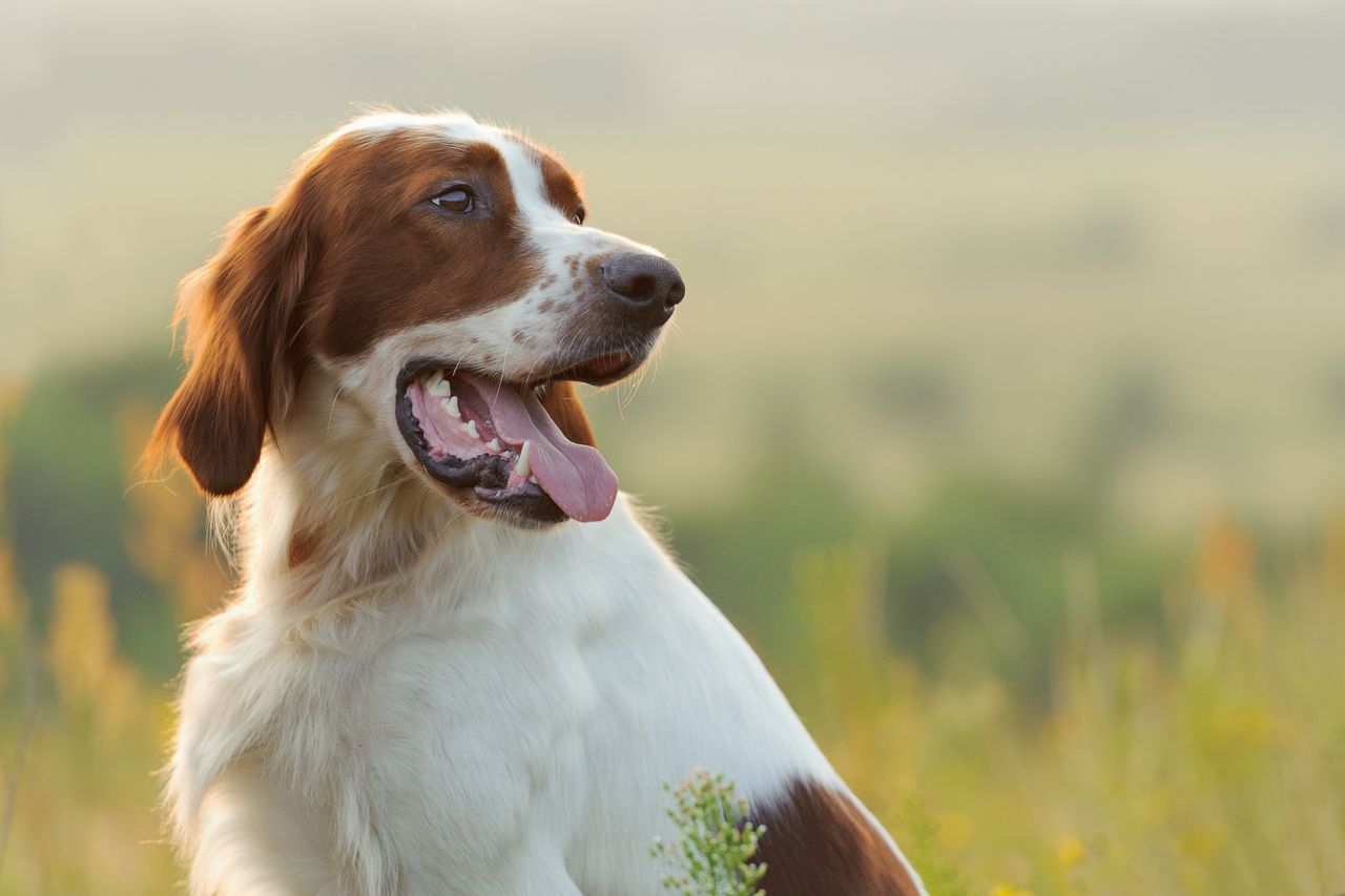 Close-up of an Irish Red and White Setter with its tongue out, gazing into the distance in a sunlit meadow.