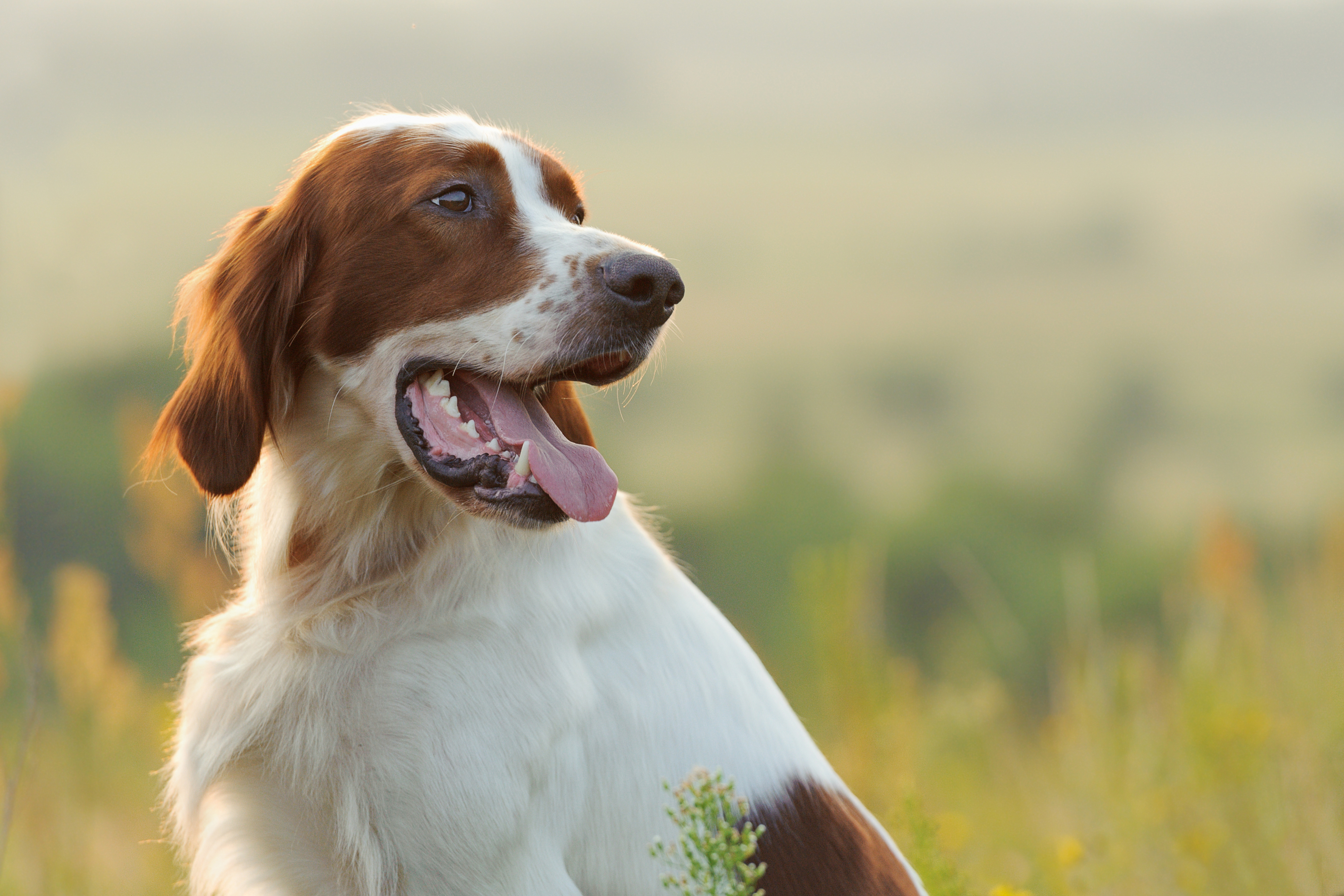 Close-up of an Irish Red and White Setter with its tongue out, gazing into the distance in a sunlit meadow.