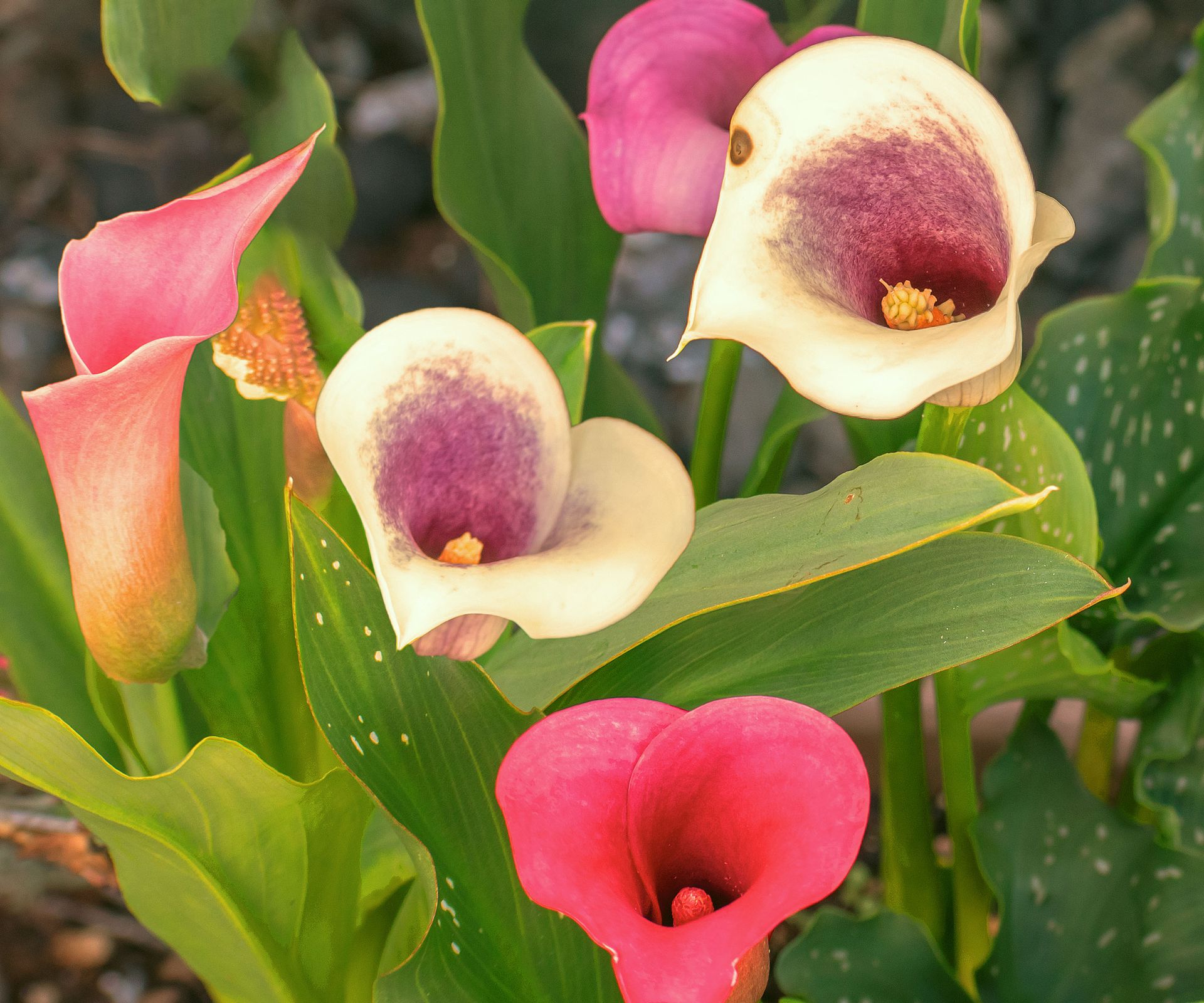 calla lily flowers in shades of white and pink