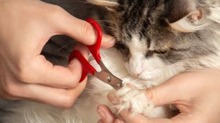 a long-haired cat gets their claws trimmed