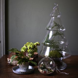 room with grey wall and glass domes with plants on wooden table.