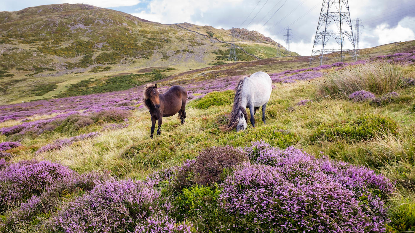 Wild Carneddau ponies grazing on hillside in Wales
