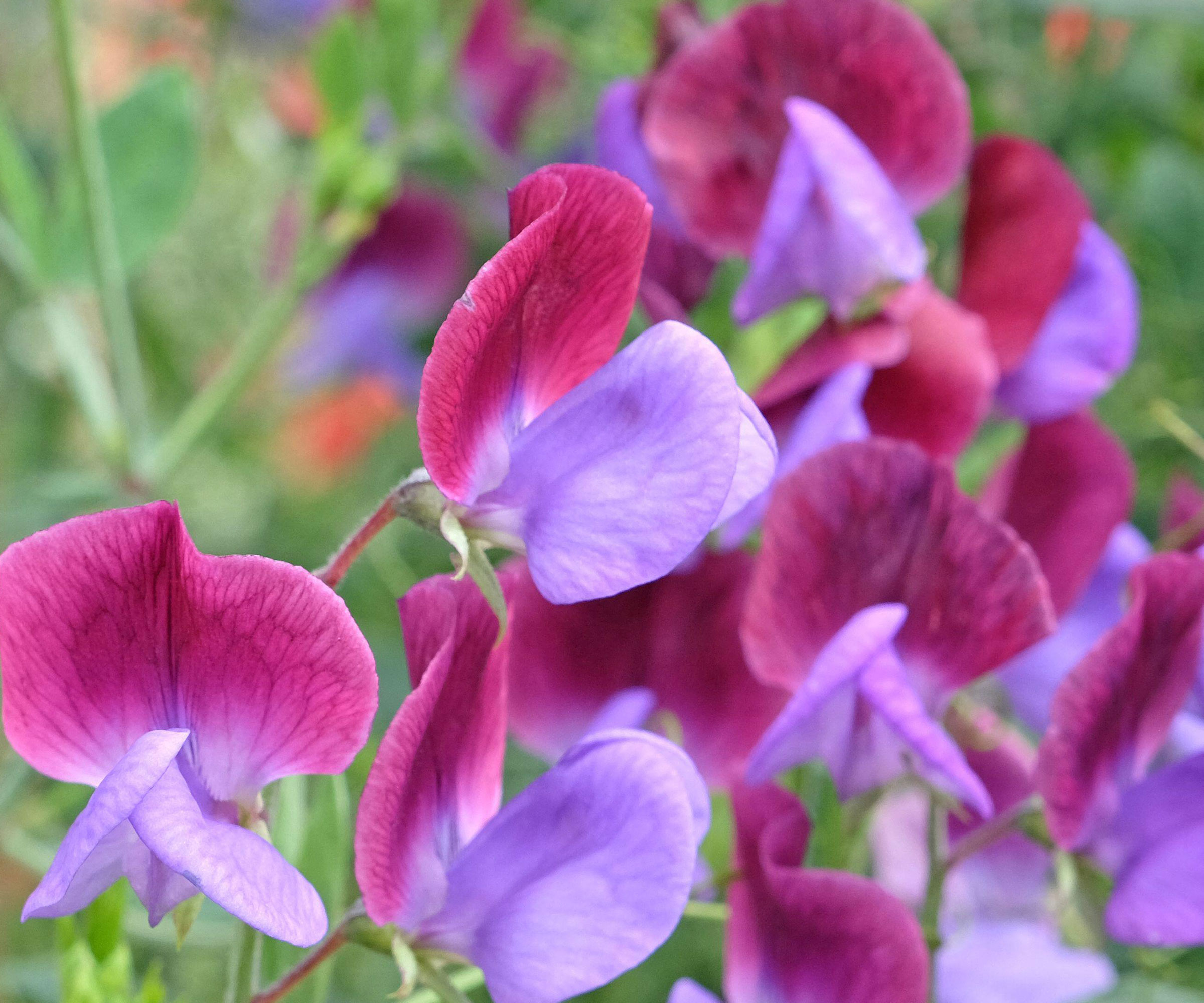sweet pea plant with purple and burgundy blooms