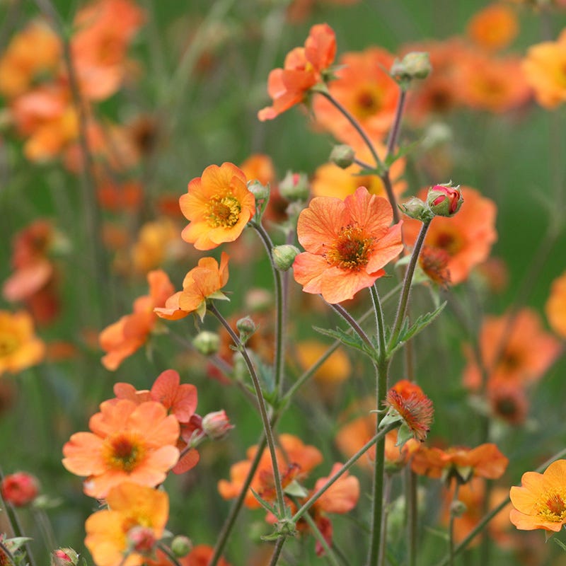 Totally Tangerine Geum - Plant - 3" Pot