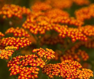 Achillea, red and yellow