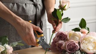 Cutting flower stem at an angle with a clean pair of pruning shears