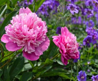 Chinese peony Paeonia lactiflora 'Holbein'