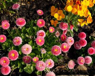 Pink and white bellis daisies