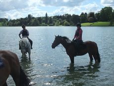 horses-lake.jpg