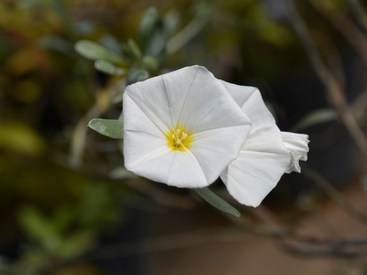 White Bush Morning Glory Plant