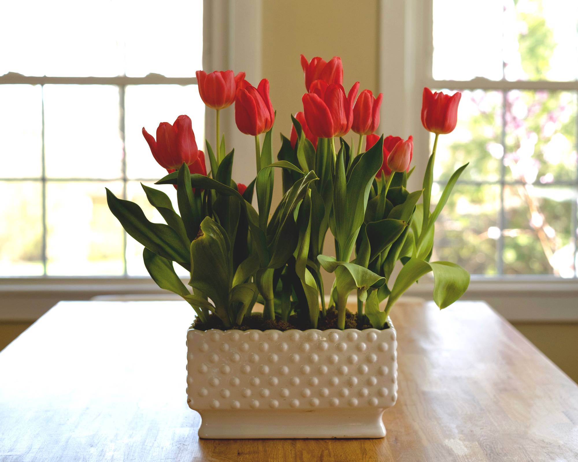 Tulip bulbs forced indoors in the winter