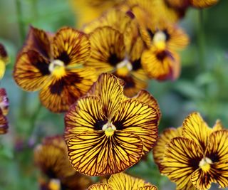 Viola 'tiger eyes' blooming with yellow flowers