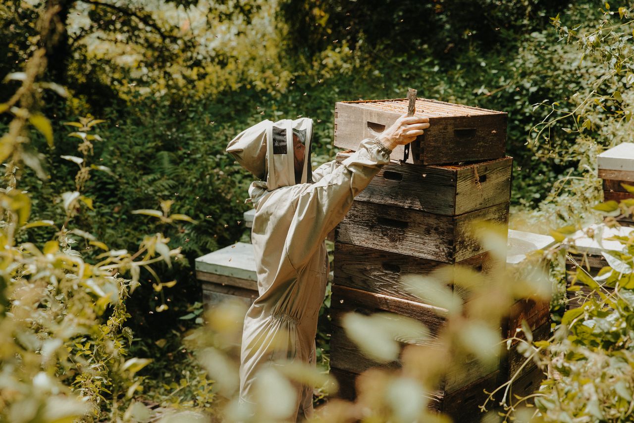 A beekeeper from Hive Mind tends to a hive