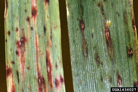 Oat Leaf Blotch