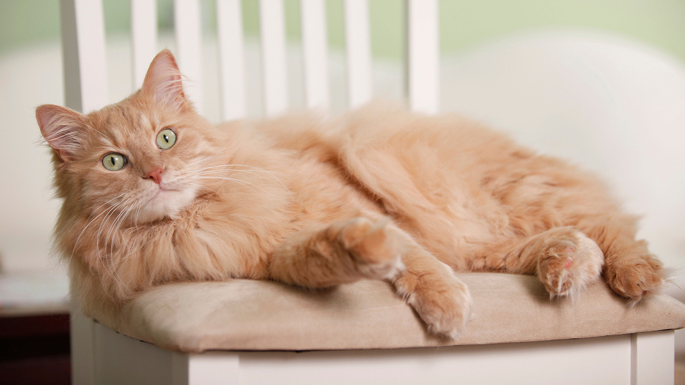 Orange Siberian cat laying on a chair