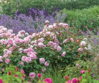 rose 'Olivia Rose Austin' in a garden border