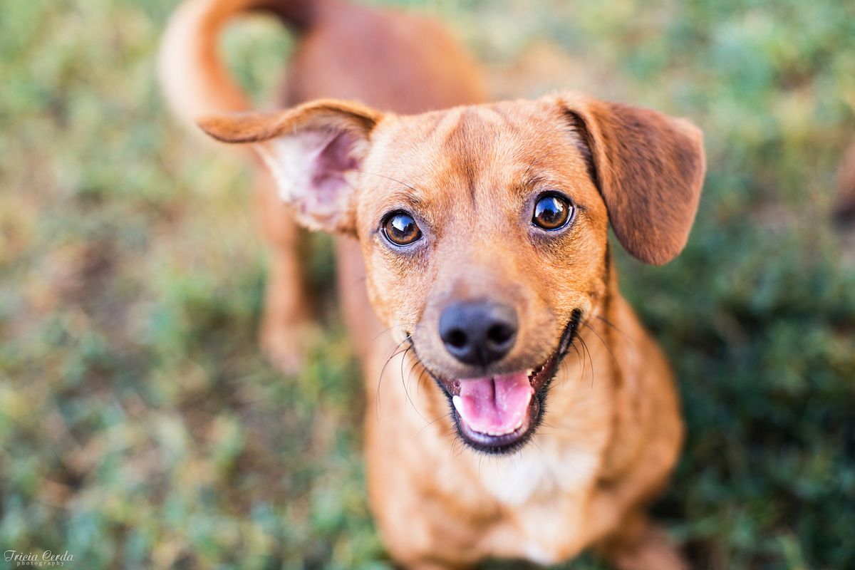 Are Dogs Really Smiling At Us Live Science