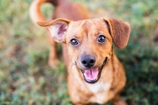 do dogs recognize human smiles