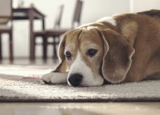 Can dogs suffer from depression?
