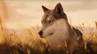 Wolf standing in a wheat field