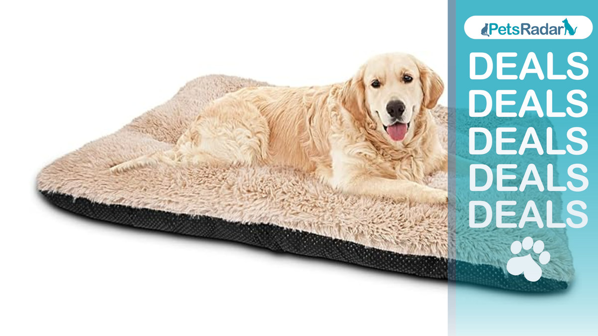 Amazon Prime Day dog bed deals