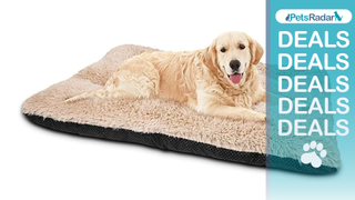 Amazon Prime Day dog bed deals