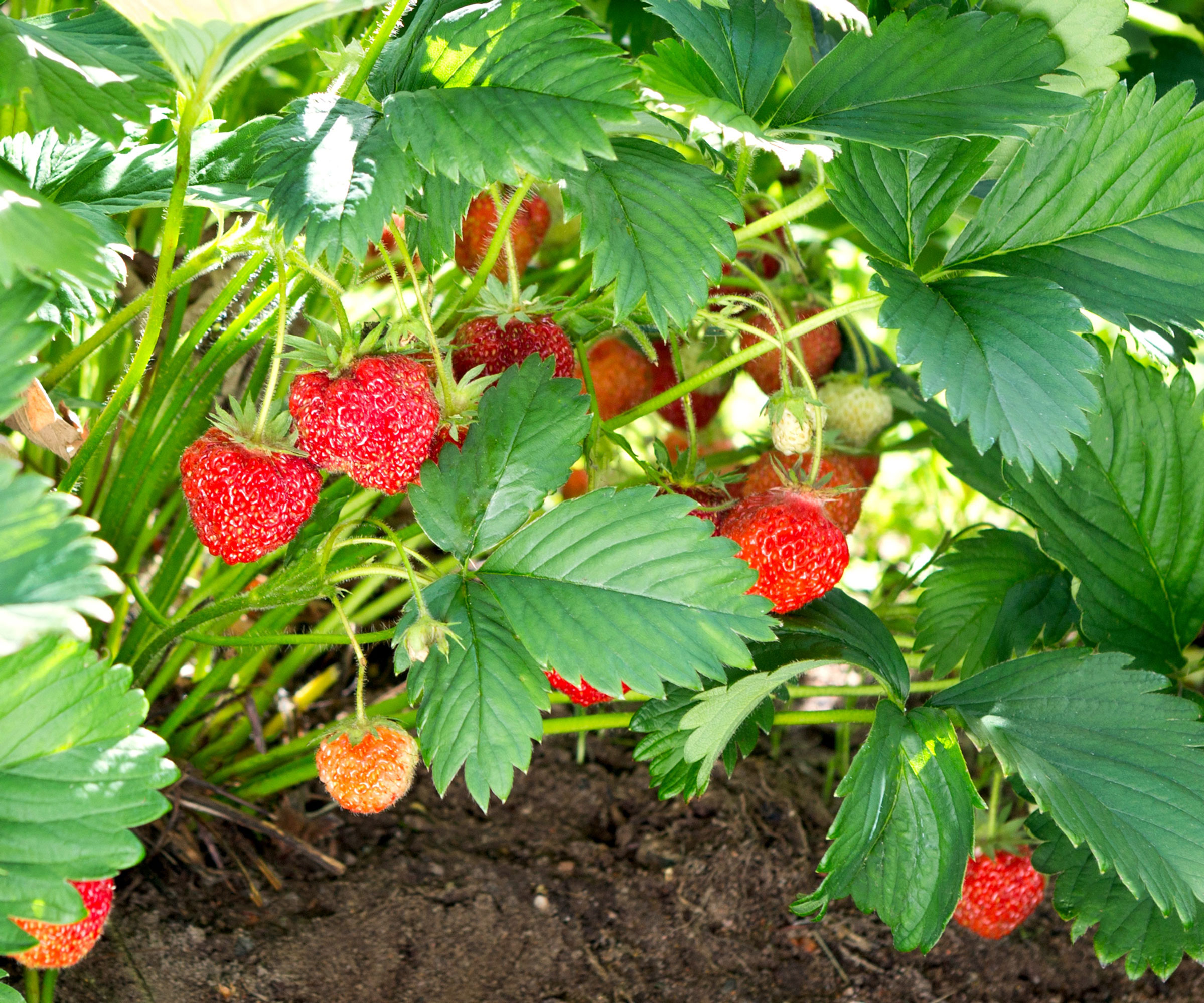 everbearing strawberry plant with red berries