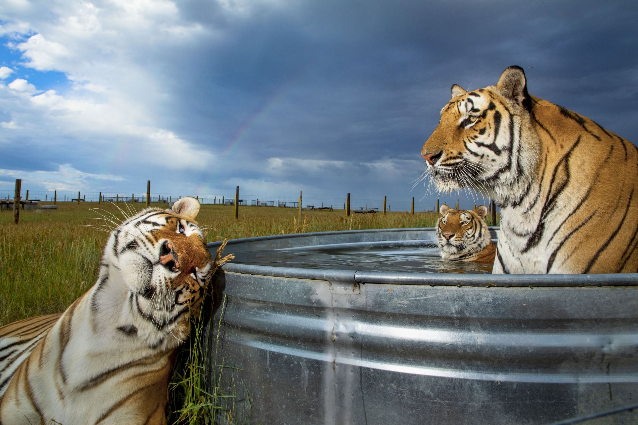 three tigers, with two in a big metal tub, in a grassy landscape