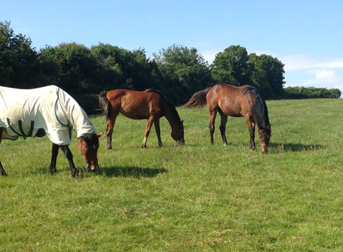The yearlings and my old event mare Sweet Jemima