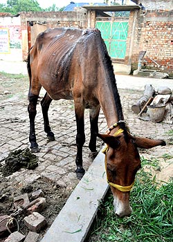 working mule badly injured by floods