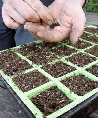 Sowing onion seeds in a module tray