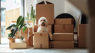 Cardboard boxes stacked together with dog and plant poking out of one