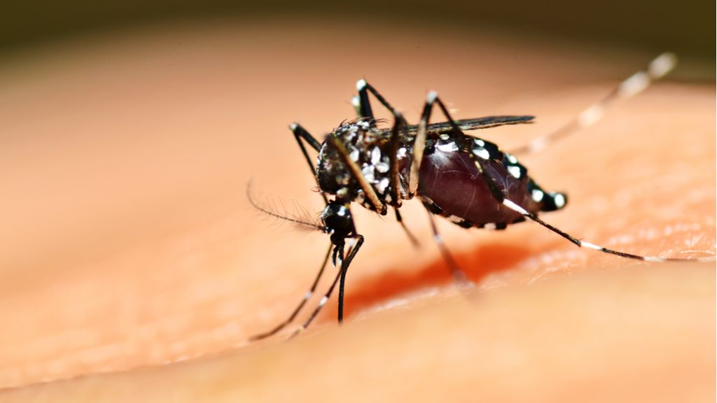 Aedes aegypti mosquito