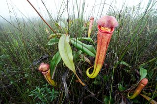 A photo of Nepenthes bokorensis in southwestern Cambodia.