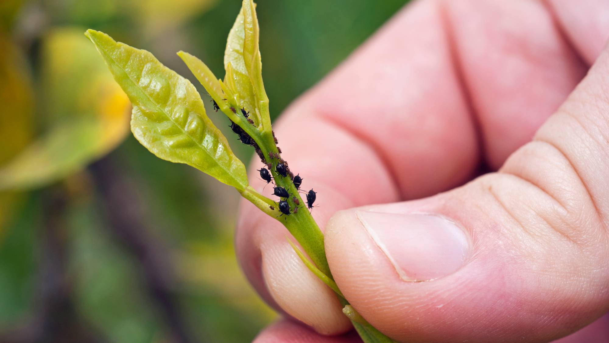 Gardener holds leaf with aphids