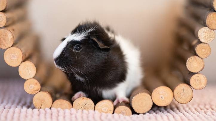 Best Guinea Pig Accessories 21 Toys And Treats To Amuse Your Furry Friend Petsradar