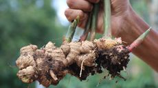 harvesting fresh ginger root