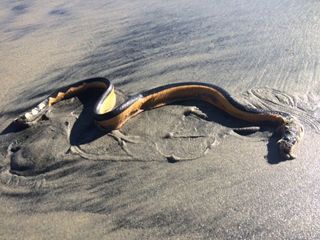 A venomous sea serpent washed up on a Coronado beach on Tuesday, Jan. 12, 2016.