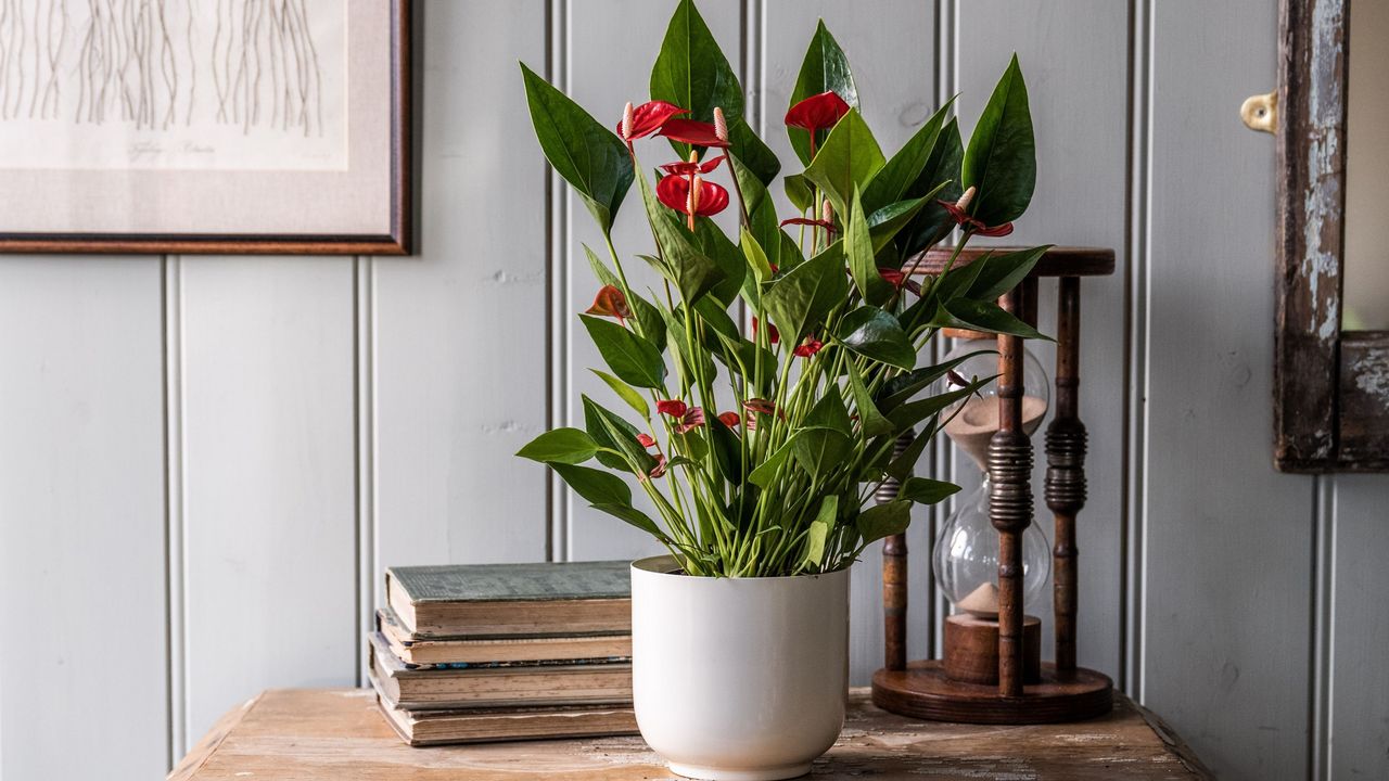 red anthurium in grey pot on wood table with antique books and sand timer and panelled wall behind crocus