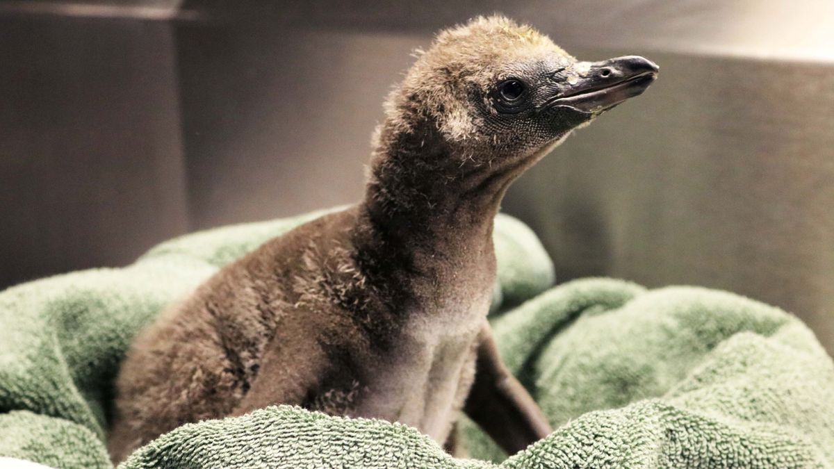 The same-sex penguin pair&#039;s new chick. 