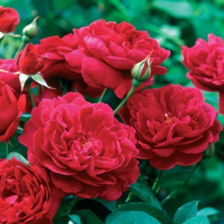 darcey bussell rose