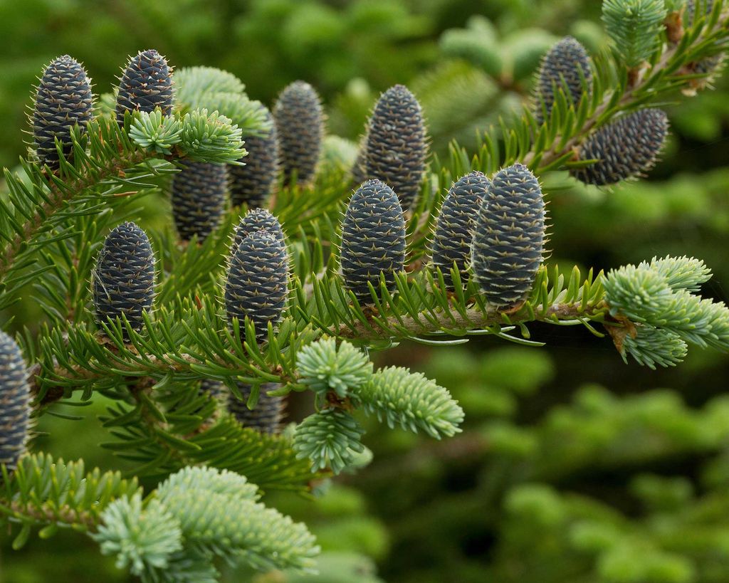 Balsam fir care and growing guide: expert tips | Gardeningetc