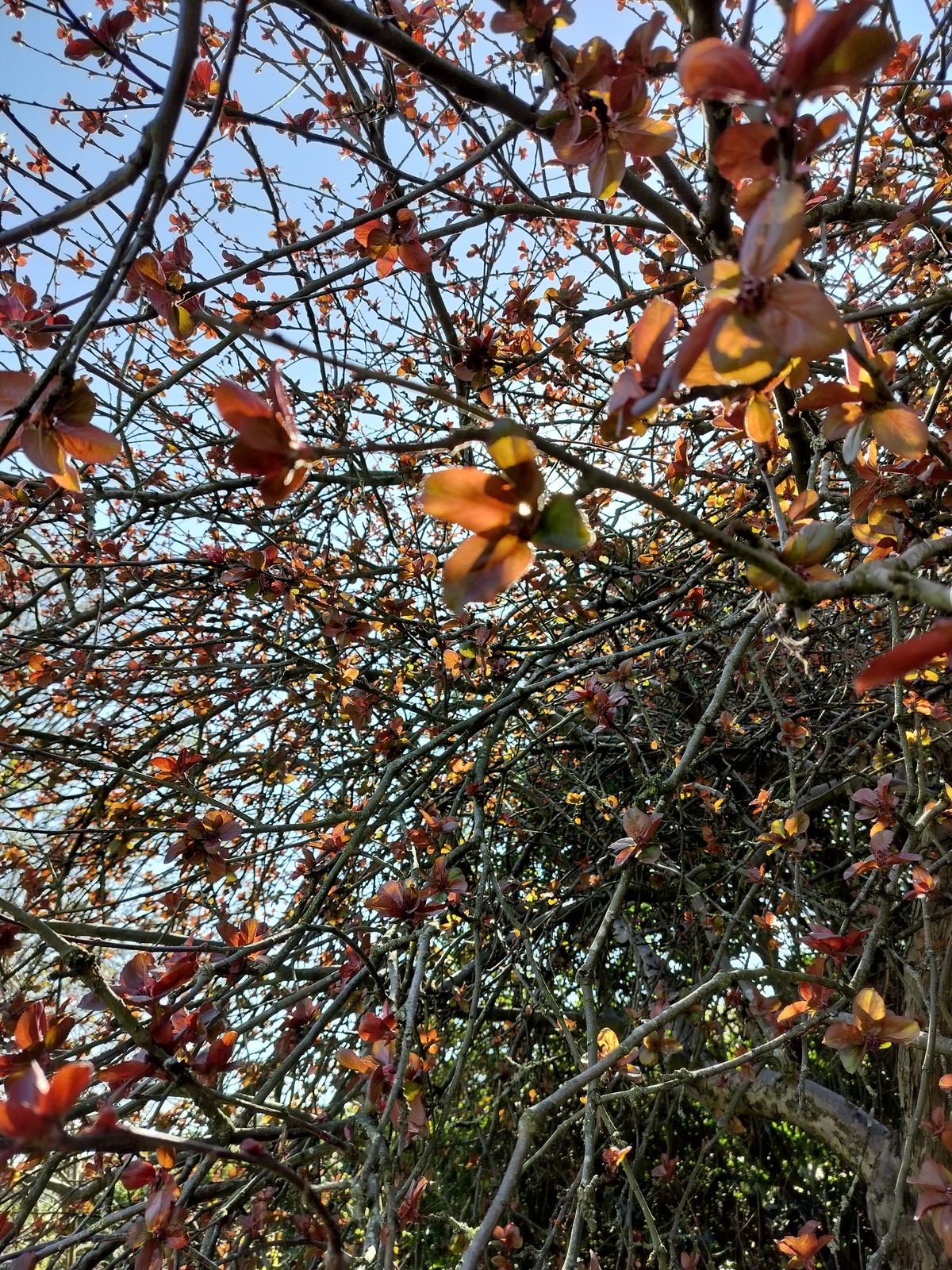 A photo captured on the OnePlus Nord CE 3 Lite 5G