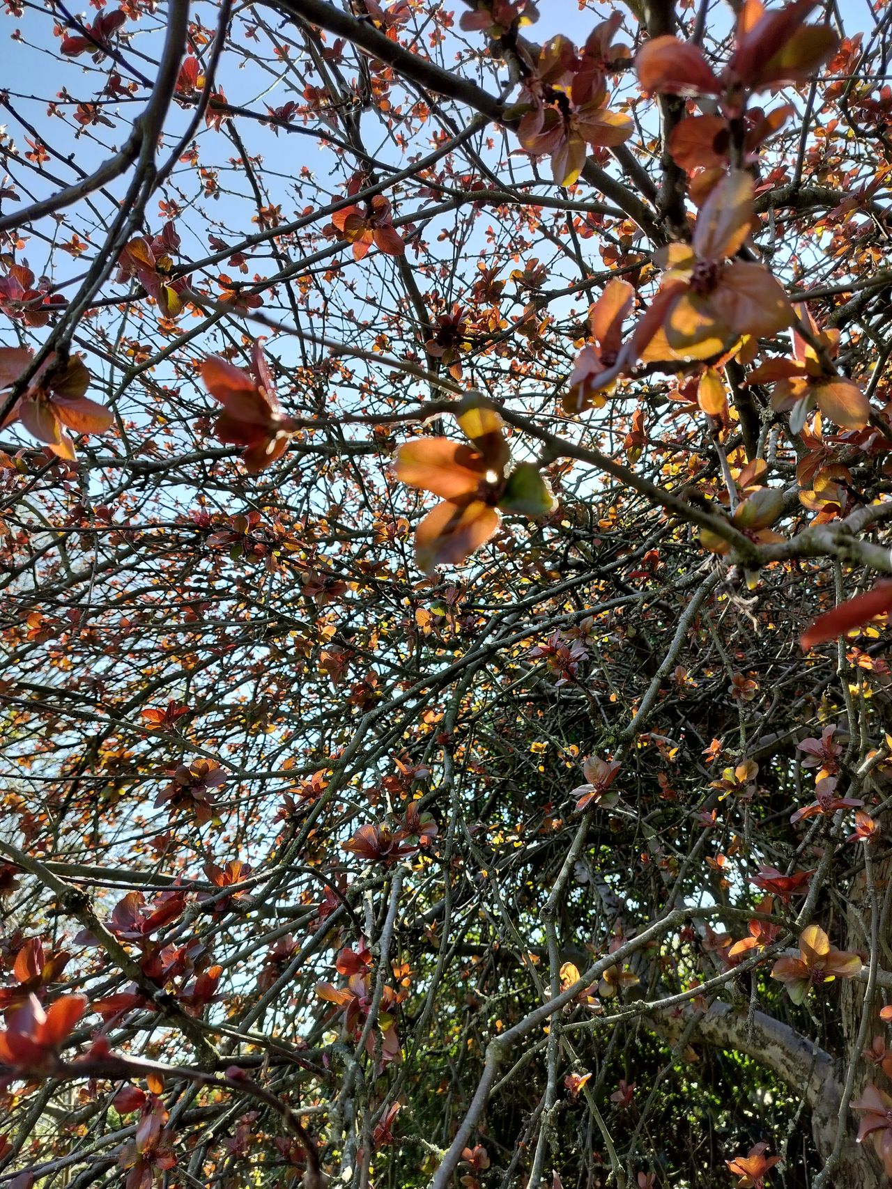 A photo captured on the OnePlus Nord CE 3 Lite 5G